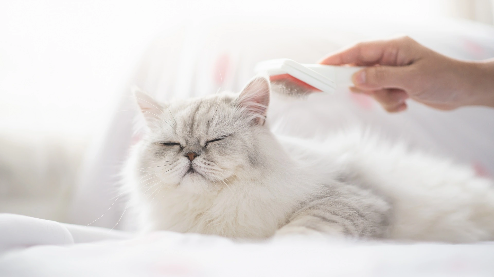 La sorprendente verdad sobre las alergias a los gatos